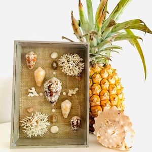 Rare Hawaiian Sea Shell Shadowbox